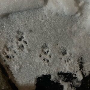 Meet your Posher, Zoe